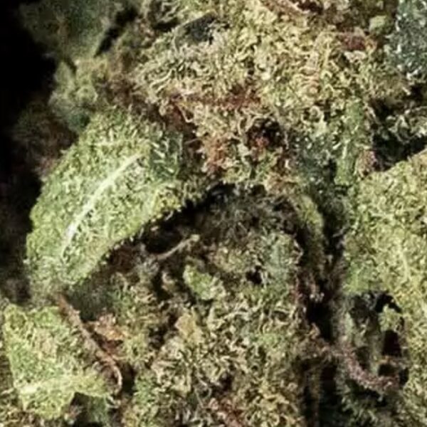 CALI CRITICAL HAZE SMALL BUDS – Image 3