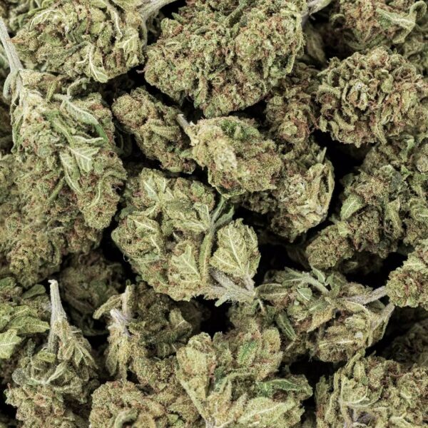 CALI CRITICAL HAZE SMALL BUDS – Image 2