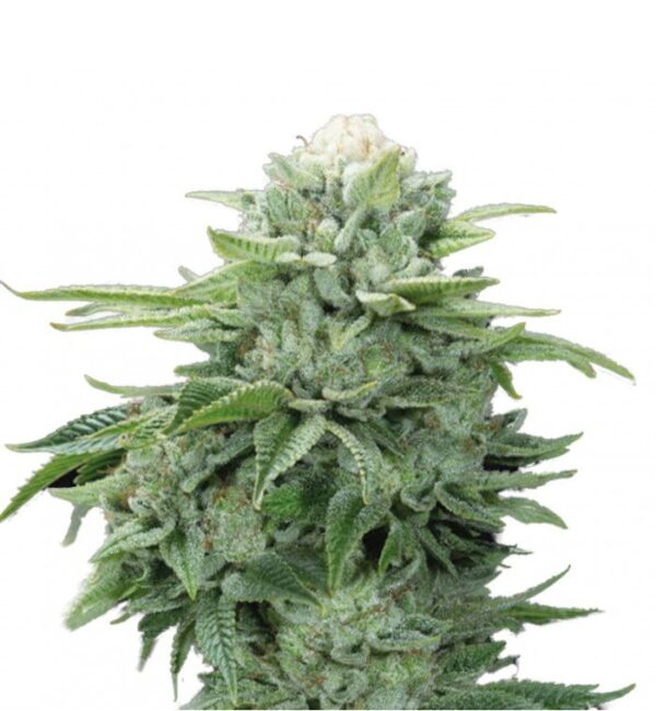 GRAINES CBD GORILLA GLUE - FINOLA EU